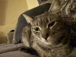 Reunited Female Cat last seen Near S glendale ave, Glendale, CA 91205