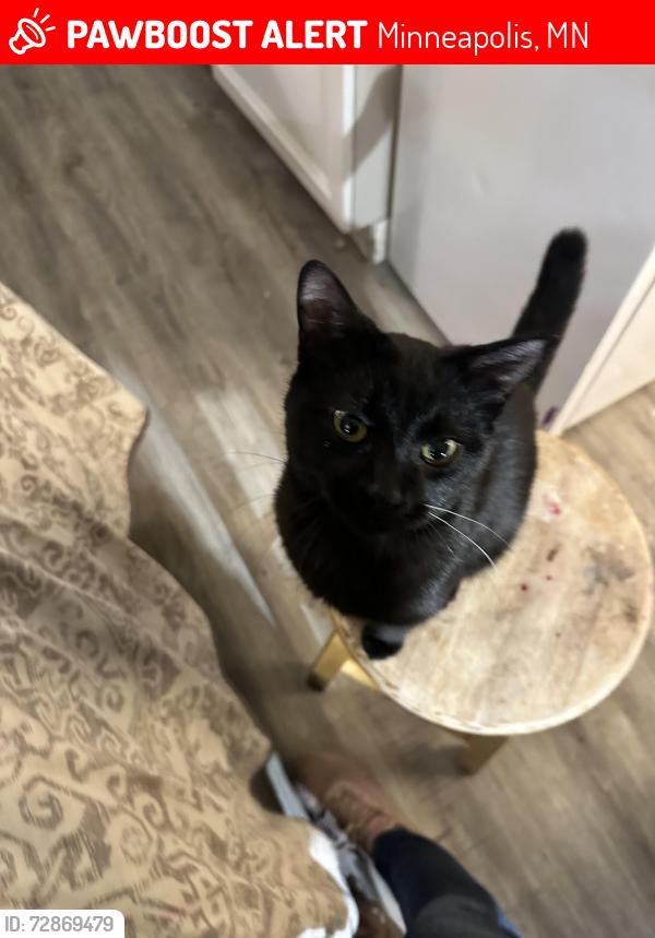 Lost Male Cat last seen Aldrich ave and 22nd, Minneapolis, MN 55405