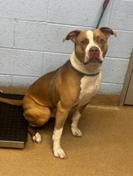 Shelter Stray Male Dog last seen Near Buford Hwy NE, Atlanta, GA 30345, 30345, GA, Atlanta, GA 30341