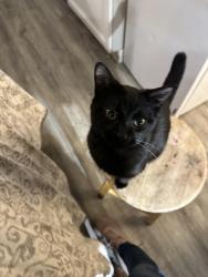 Lost Male Cat last seen Aldrich ave and 22nd, Minneapolis, MN 55405