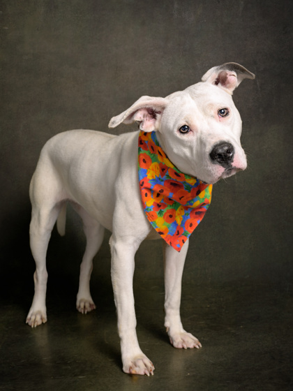 Shelter Stray Female Dog last seen Atlanta, GA 30331, Atlanta, GA 30336