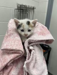 Shelter Stray Female Cat last seen Near Orleans St Balt., MD 21202, 21202, MD, Baltimore, MD 21230