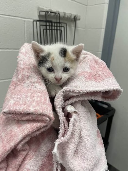 Shelter Stray Female Cat last seen Near Orleans St Balt., MD 21202, 21202, MD, Baltimore, MD 21230