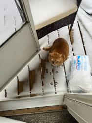 Lost Male Cat last seen Off of Leonard and Alpine, Grand Rapids, MI 49504