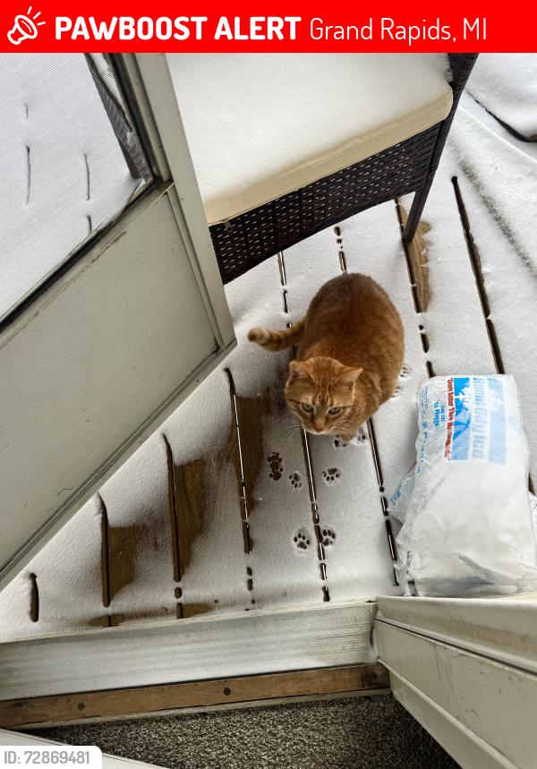Lost Male Cat last seen Off of Leonard and Alpine, Grand Rapids, MI 49504