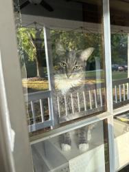 Lost Male Cat last seen Campground school rd., Paulding County, GA 30157