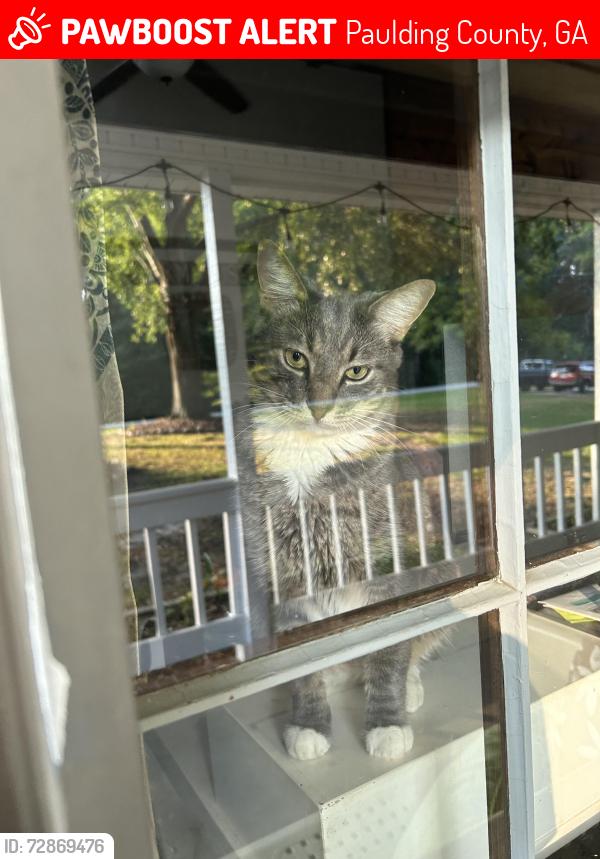 Lost Male Cat last seen Campground school rd., Paulding County, GA 30157