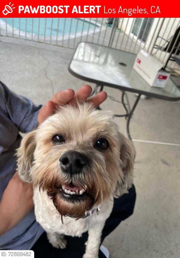 Lost Male Dog last seen E 49th st CA, Los Angeles, CA 90011
