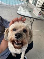 Lost Male Dog last seen E 49th st CA, Los Angeles, CA 90011
