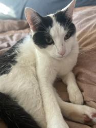 Lost Male Cat last seen AirTag was last detected at the intersection of Sutton place and Sacramento Street, Auburn, CA 95603