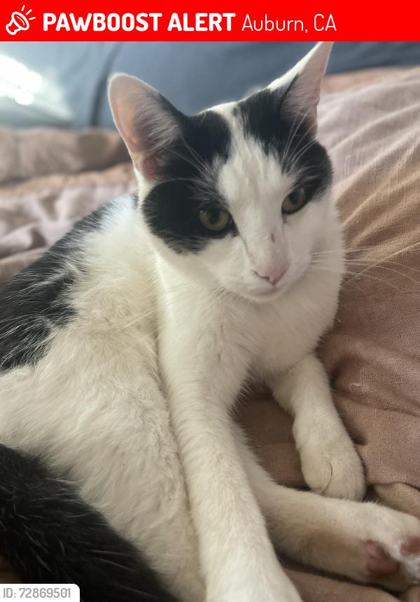 Lost Male Cat last seen AirTag was last detected at the intersection of Sutton place and Sacramento Street, Auburn, CA 95603