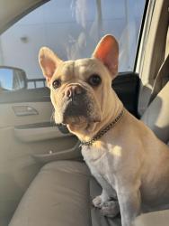 Lost Female Dog last seen Near Eagle's Nest Lane, Sarasota, FL 24243, Sarasota, FL 34243