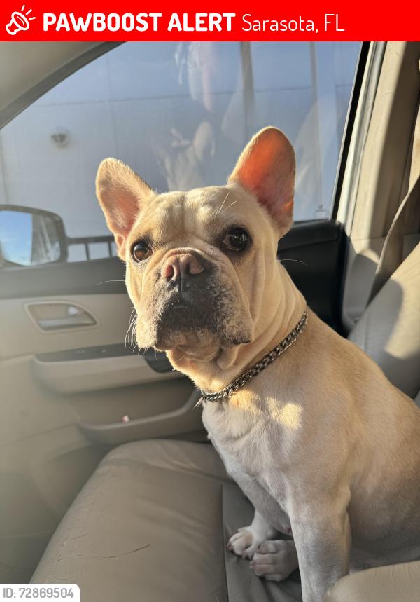 Lost Female Dog last seen Near Eagle's Nest Lane, Sarasota, FL 24243, Sarasota, FL 34243