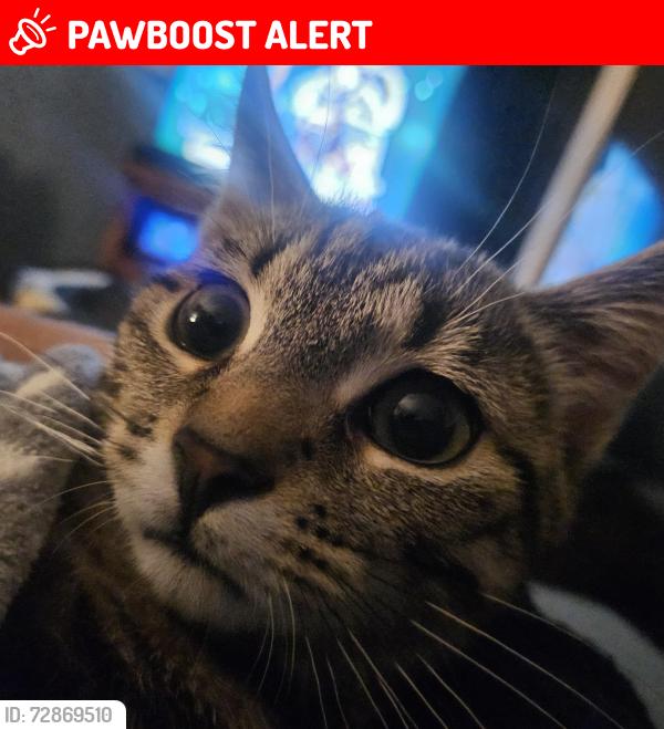 Lost Male Cat last seen Near Calder Drive , Little Hulton, England M28