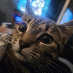 Lost Male Cat last seen Near Calder Drive , Little Hulton, England M28