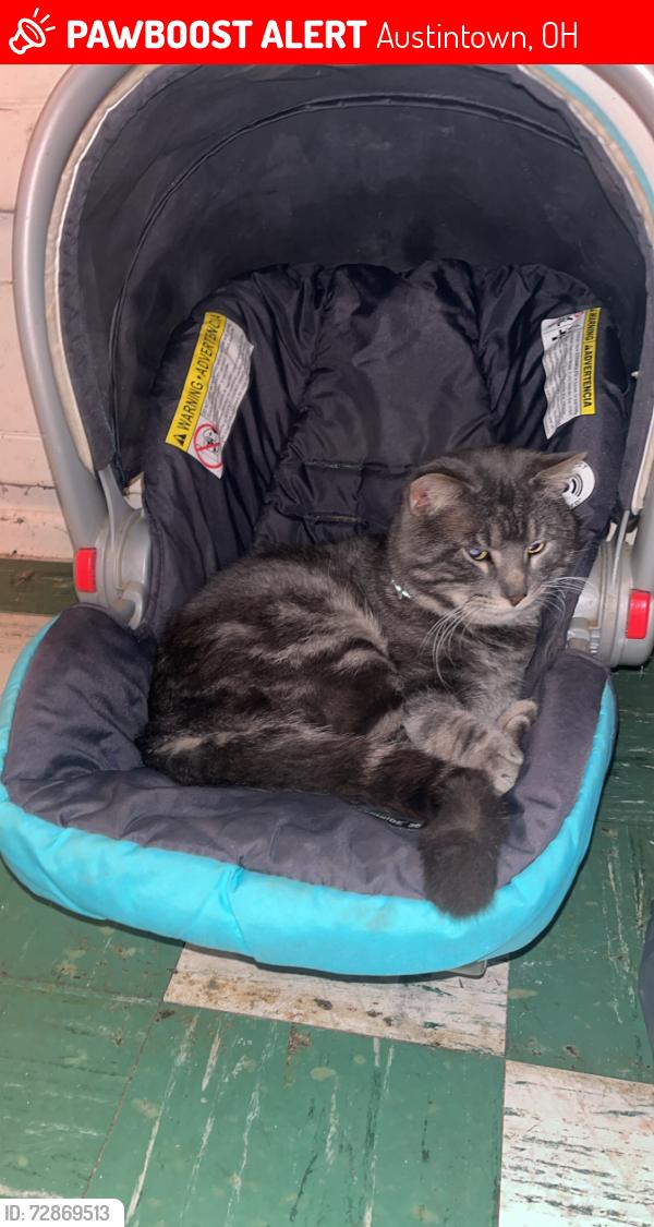 Lost Male Cat last seen s edgehill ave, Austintown, OH 44515