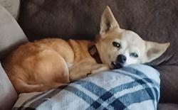 Lost Male Dog last seen Altwein , New Braunfels, TX 78130
