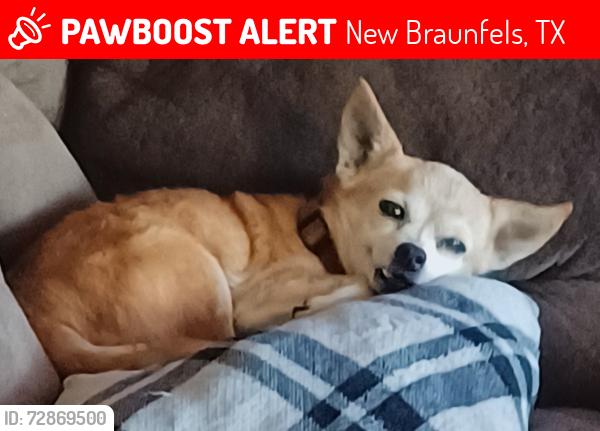 Lost Male Dog last seen Altwein , New Braunfels, TX 78130