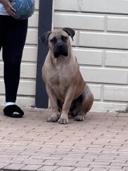 Lost Female Dog last seen Southdale, Johannesburg South, GP 2091