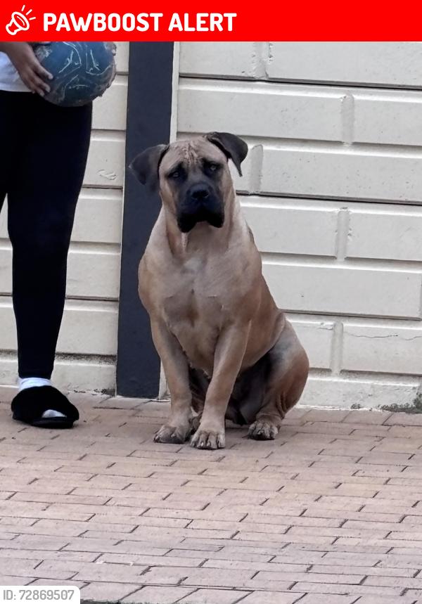 Lost Female Dog last seen Southdale, Johannesburg South, GP 2091