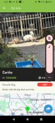 Lost Female Dog last seen 9st, Los Angeles, CA 90005