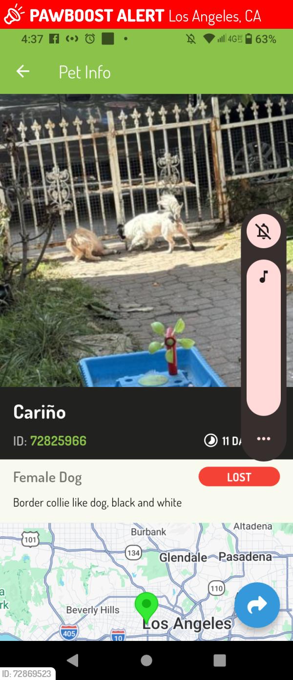 Lost Female Dog last seen 9st, Los Angeles, CA 90005