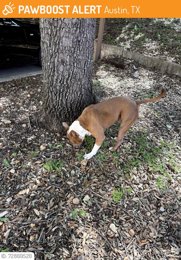 Found/Stray Male Dog last seen Mueller Lake Park, Austin, TX 78723