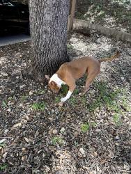 Found/Stray Male Dog last seen Mueller Lake Park, Austin, TX 78723