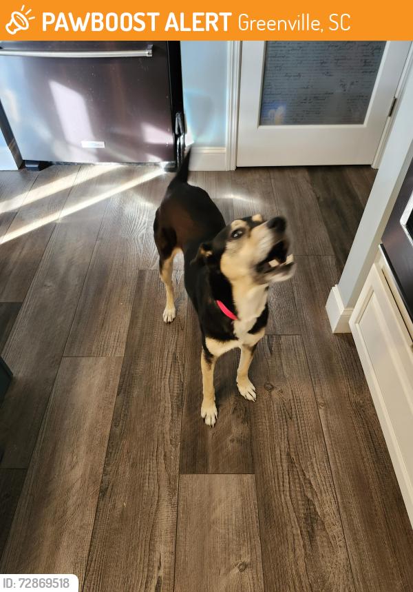 Found/Stray Female Dog last seen Quick Trip, Greenville, SC 29605