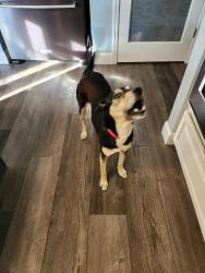 Found/Stray Female Dog last seen Quick Trip, Greenville, SC 29605