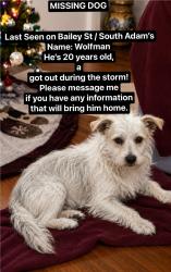 Lost Male Dog last seen South Adam’s st, San Angelo, TX 76901