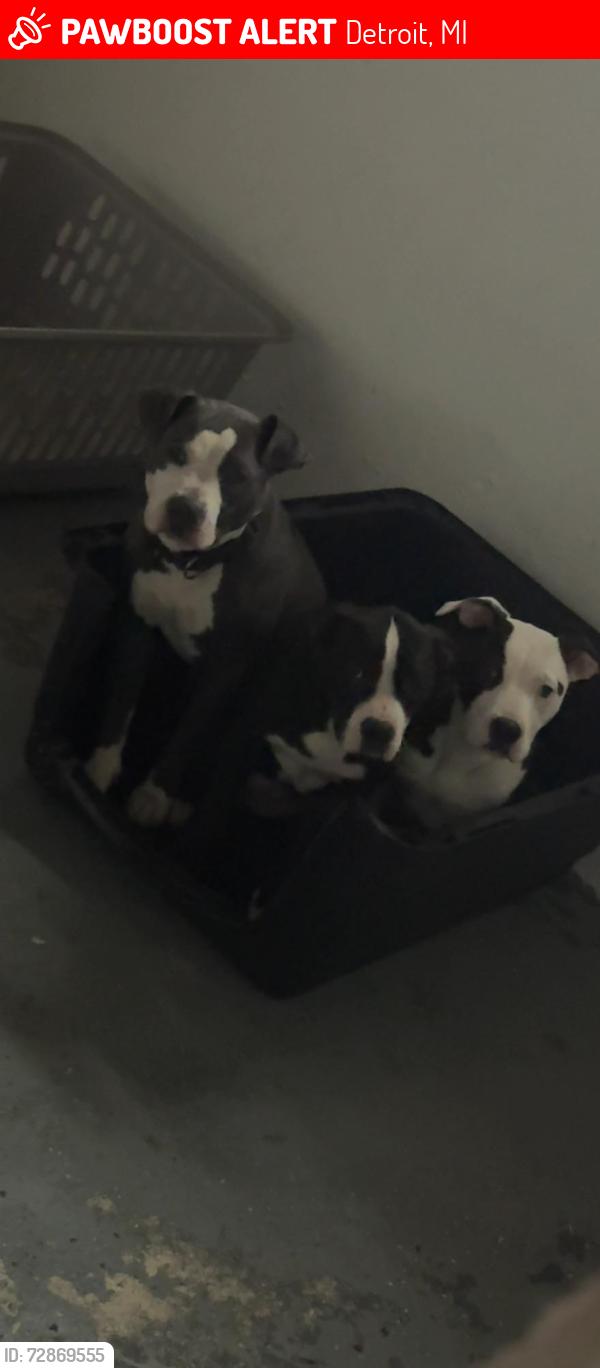 Lost Female Dog last seen Southampton , Detroit, MI 48224