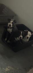 Lost Female Dog last seen Southampton , Detroit, MI 48224
