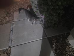 Lost Unknown Cat last seen Residential street, Phoenix, AZ 85087