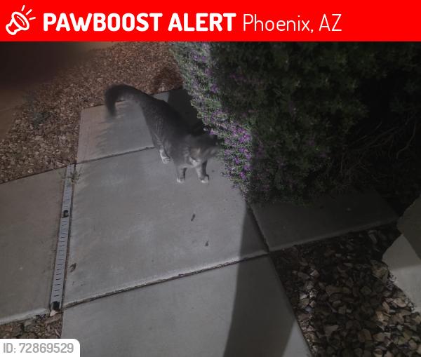 Lost Unknown Cat last seen Residential street, Phoenix, AZ 85087