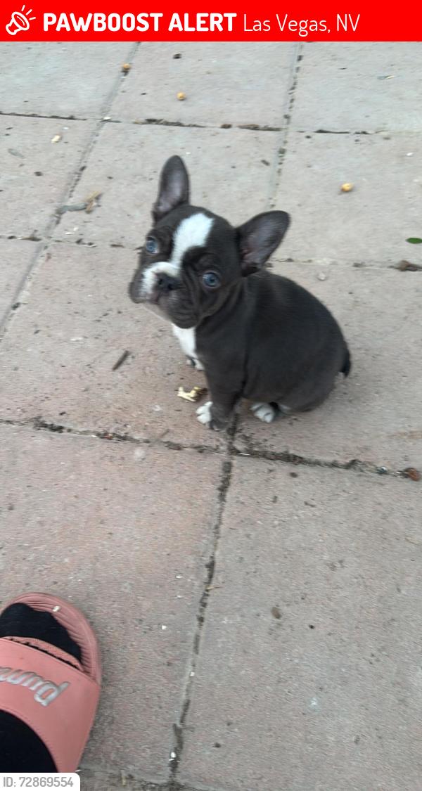 Lost Female Dog last seen Owen’s and walnut, Las Vegas, NV 89110