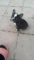 Lost Female Dog last seen Owen’s and walnut, Las Vegas, NV 89110