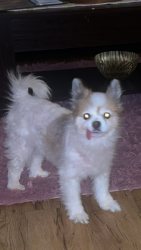 Lost Female Dog last seen norfolk st, Worcester, MA 01604