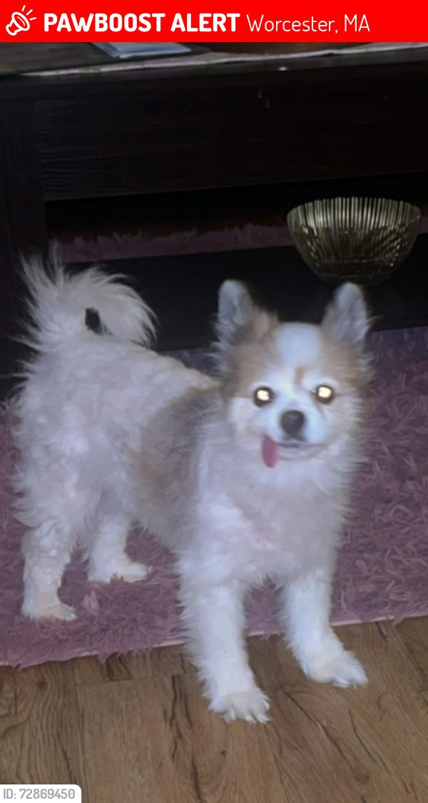 Lost Female Dog last seen norfolk st, Worcester, MA 01604
