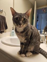 Lost Female Cat last seen Streater, Highland, CA 92346