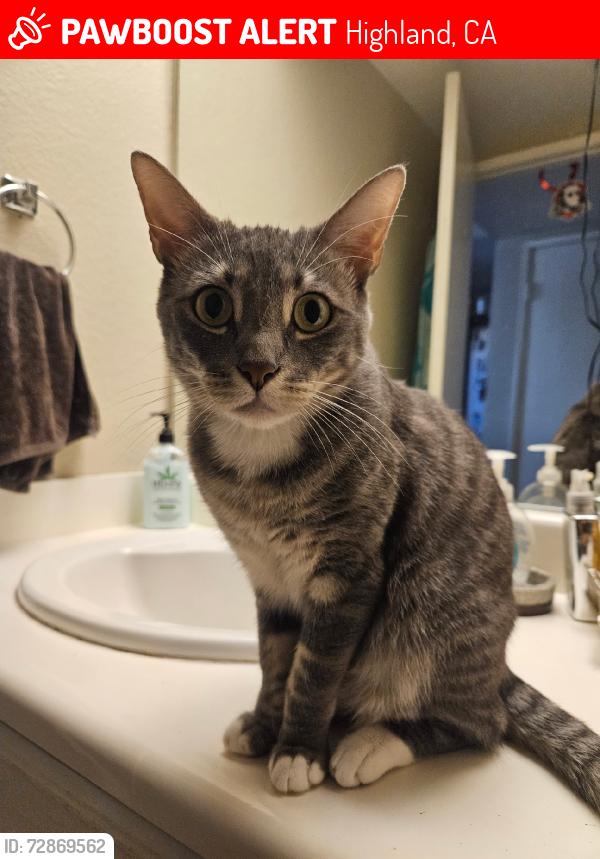 Lost Female Cat last seen Streater, Highland, CA 92346
