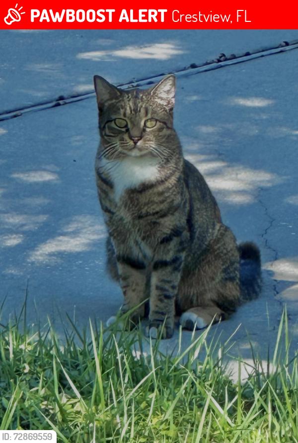 Lost Female Cat last seen Flounder street in Shoal River community , Crestview, FL 32539