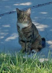Lost Female Cat last seen Flounder street in Shoal River community , Crestview, FL 32539