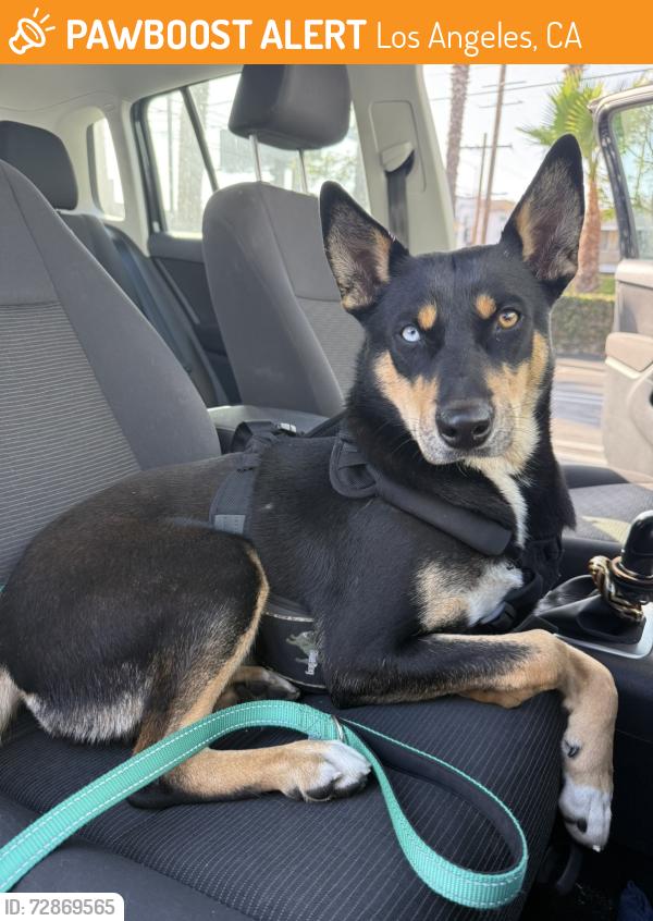 Found/Stray Female Dog last seen Near Mildred st, Los Angeles, CA 90291