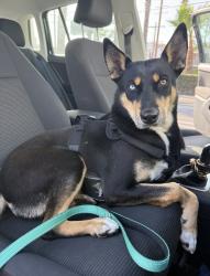 Found/Stray Female Dog last seen Near Mildred st, Los Angeles, CA 90291