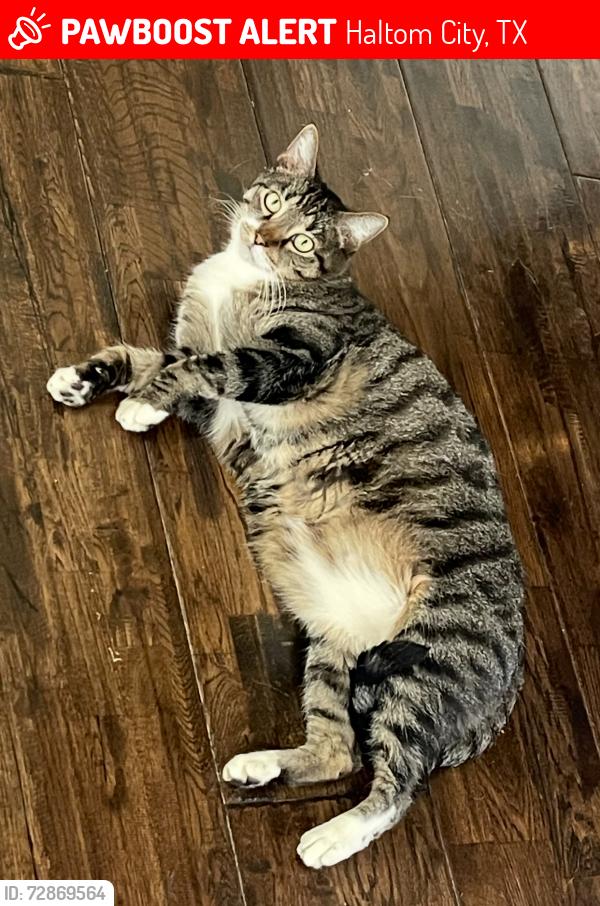 Lost Male Cat last seen Haltom High School, Haltom City, TX 76137