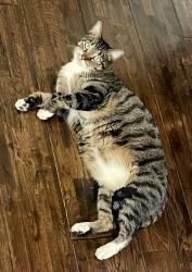 Lost Male Cat last seen Haltom High School, Haltom City, TX 76137