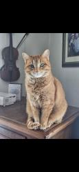 Lost Female Cat last seen Prestige roofing, Grant street, Bain Brooke subdivision , De Pere, WI 54115