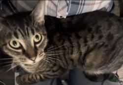 Reunited Male Cat last seen Royal Gardens, Houston, TX 77095