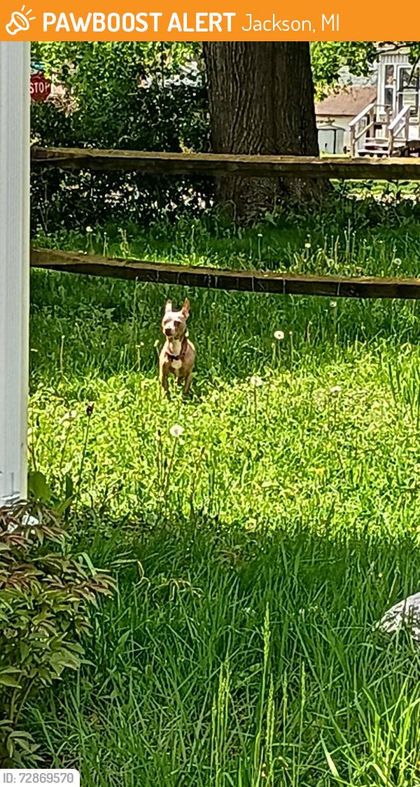 Found/Stray Unknown Dog last seen Leroy st & N gorham , Jackson, MI 49202